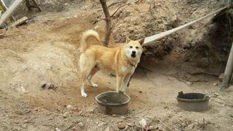 吃瓜土狗穿秋裤,吃瓜土狗也时尚