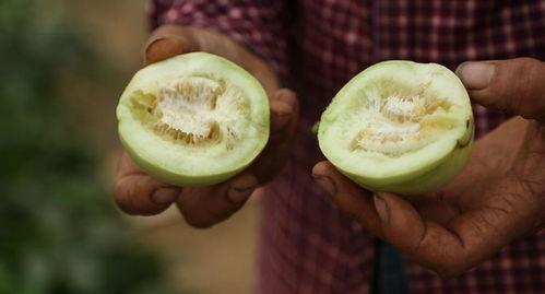 吃蜜瓜直播,甜蜜滋味，直播新体验
