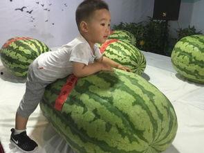 永清吃瓜事件,一场网络热议背后的真相揭秘