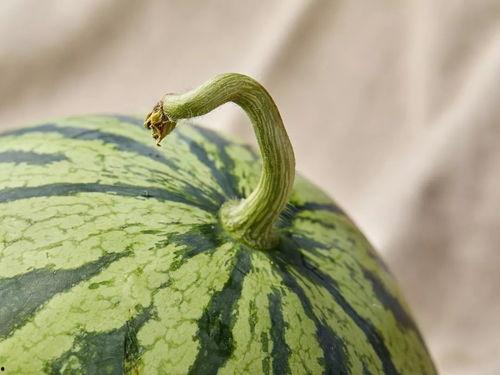 上海模特吃瓜,网络热议背后揭秘时尚圈趣闻