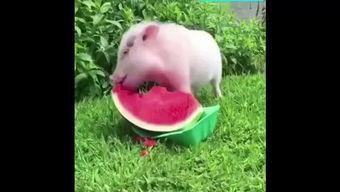 小猪咀嚼吃瓜,趣味横生的夏日时光
