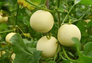 芯动基地吃瓜,揭秘科技园区里的“吃瓜”风云