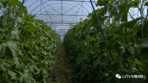 西昌 吃瓜,瓜果飘香，品味夏日清凉