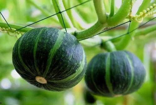 介休最近吃瓜事件