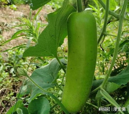 葫芦瓠子瓜怎么吃,葫芦瓠子瓜的多样食法探索