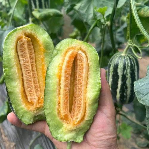 吃小果瓜,探寻美味背后的奇妙之旅