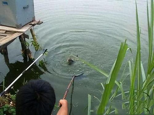 钓鱼人吃瓜,揭秘钓鱼圈那些鲜为人知的趣事