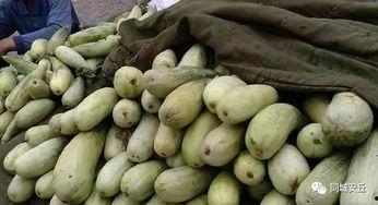 吃瓜安丘,探寻这座古城的瓜果传奇