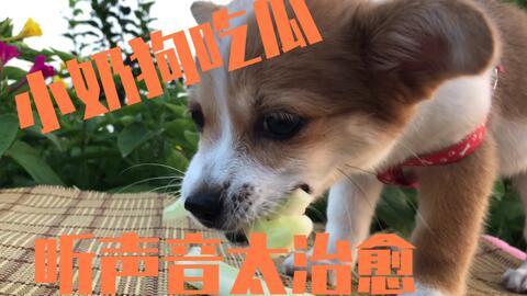 狗老师吃瓜,揭秘娱乐圈的甜蜜与苦涩