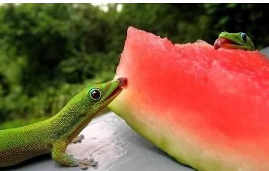 吃瓜印度蜥蜴,揭秘吃瓜背后的生态奥秘