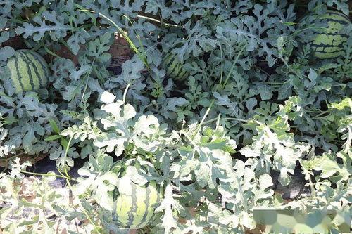 元神打卡吃瓜,瓜田李下，揭秘神秘打卡背后的故事