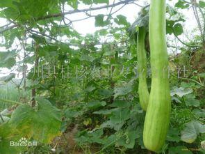 砍瓜不能和什一齐吃