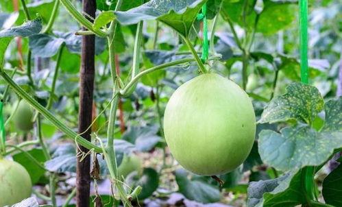 吃瓜嗓子有痰,痰多成因解析与应对策略