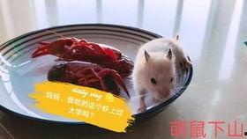 吃瓜板板,网络红人的崛起与影响力