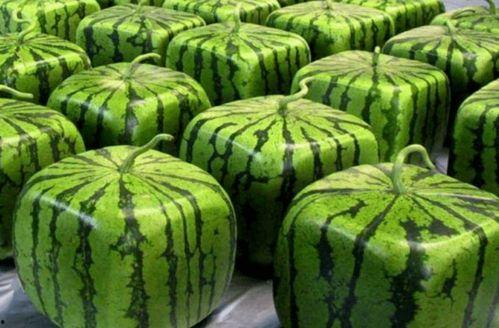 中国公安吃瓜,吃瓜群众眼中的神秘力量