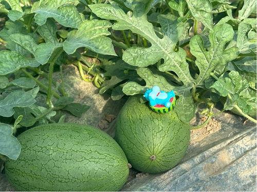 吃瓜群众基地,网络舆论场中的“瓜田”众生相