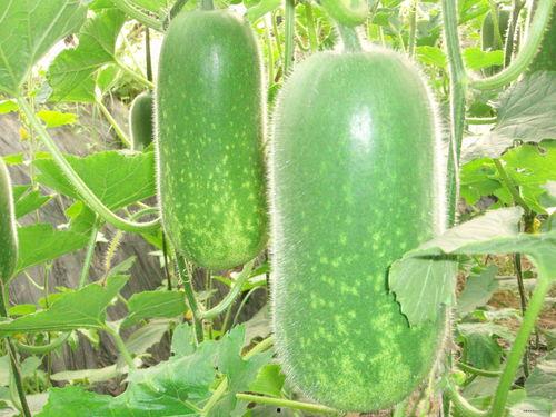 魔力吃瓜视频大全,揭秘热门视频背后的精彩故事