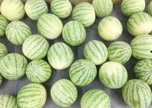 大站吃瓜,揭秘网络热点背后的真相与笑料