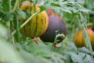 带你吃瓜消消乐,轻松娱乐，畅享瓜界盛宴