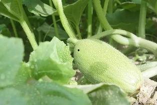 新疆方仓吃瓜,战“疫”中的温馨一幕