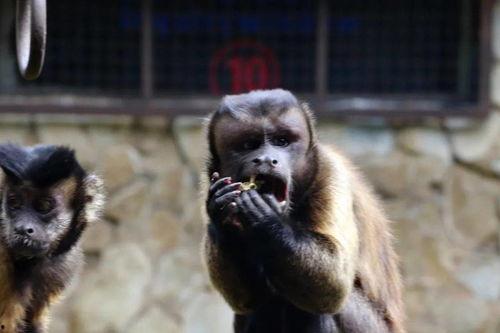 猴子吃瓜表演道具,揭秘猴子吃瓜表演道具的奥秘