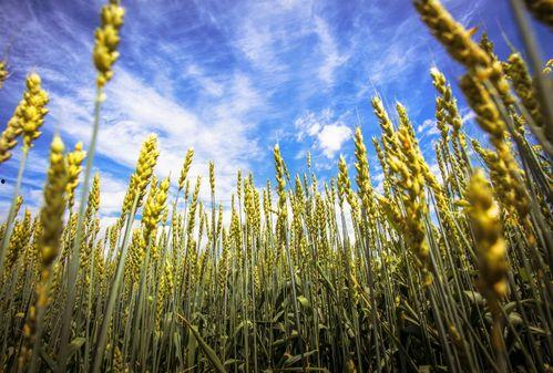 芒种吃四瓜,四瓜相伴，养生保健正当时